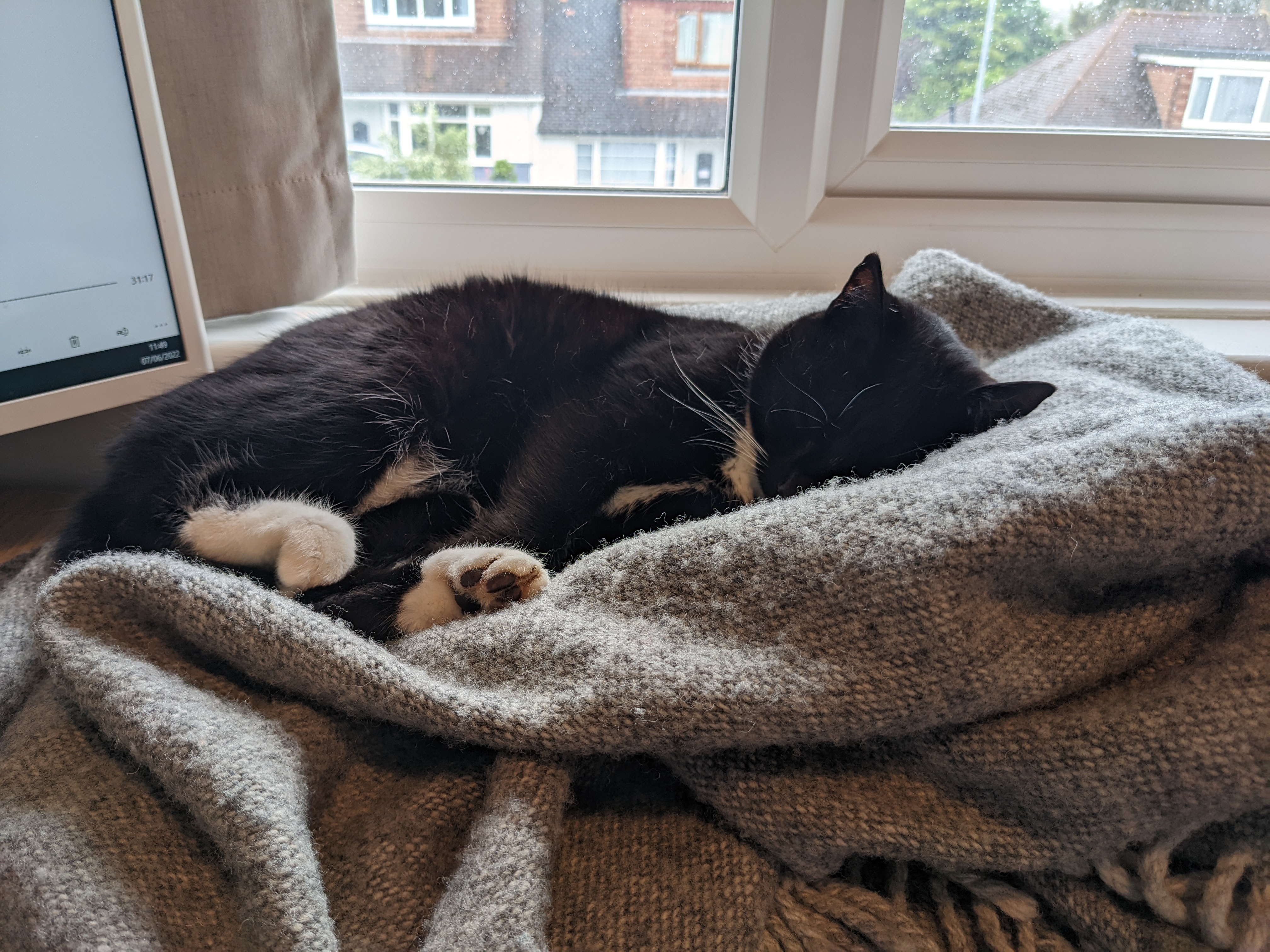 Cat asleep on blanket