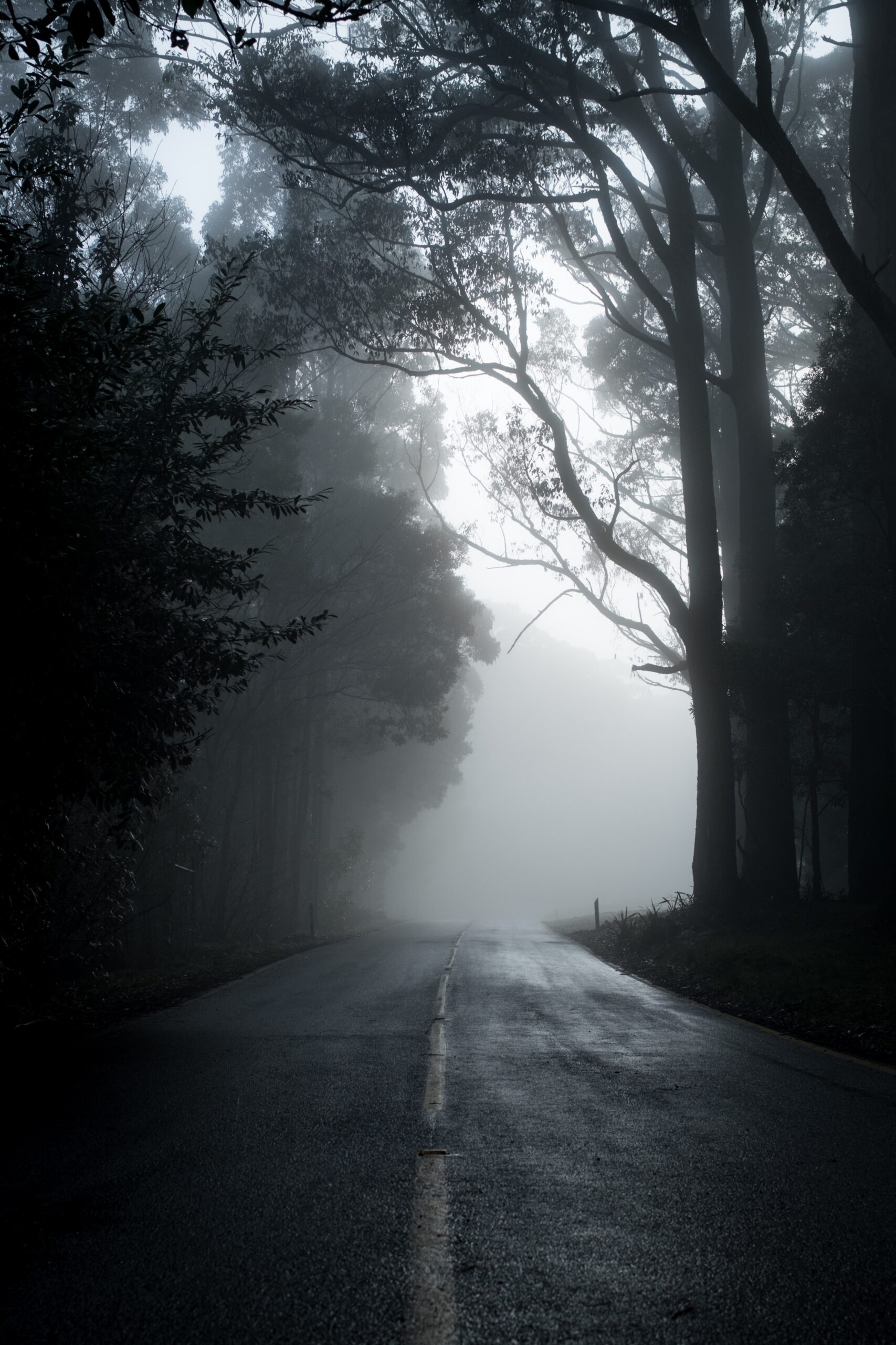 A foggy road between two trees in grayscale