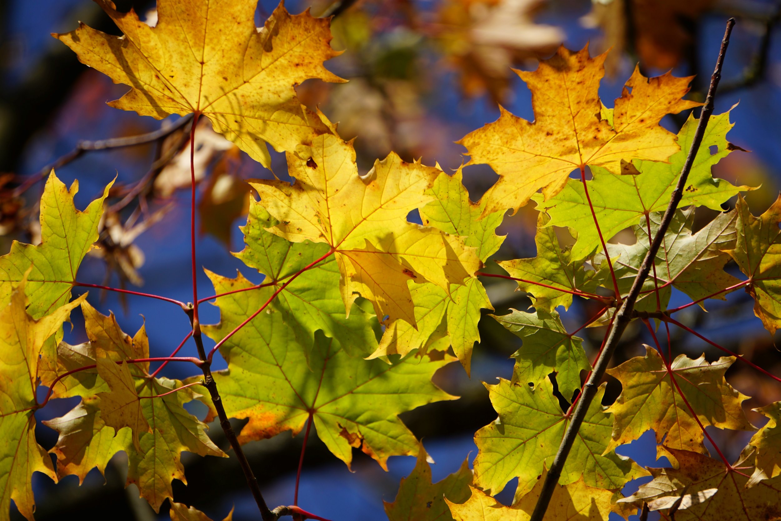 Green leaves of a tree going yellow/brown in autumn