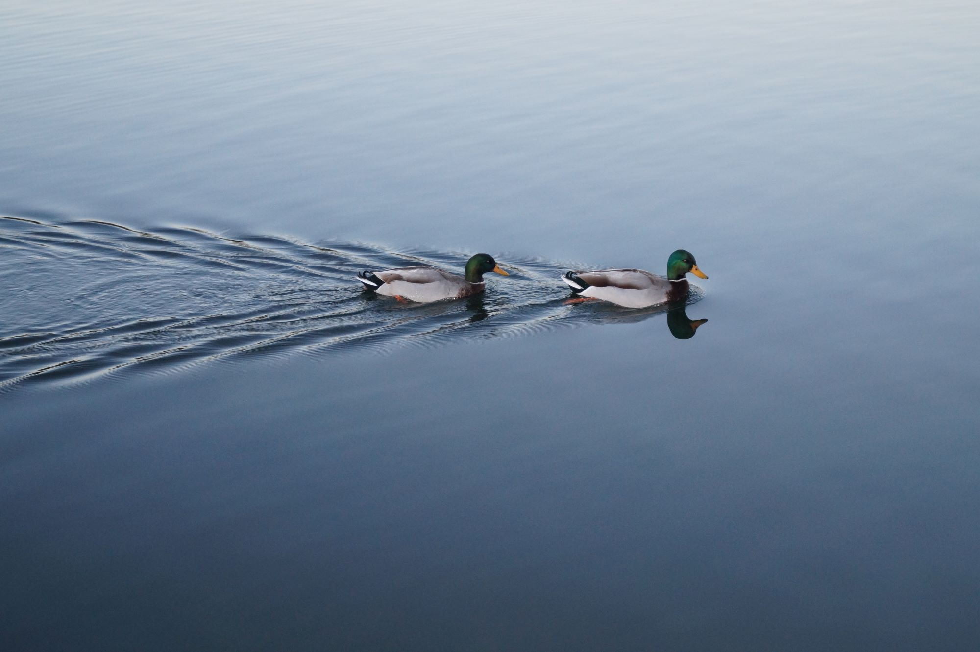 Two ducks swimming in a row on really still dark blue water