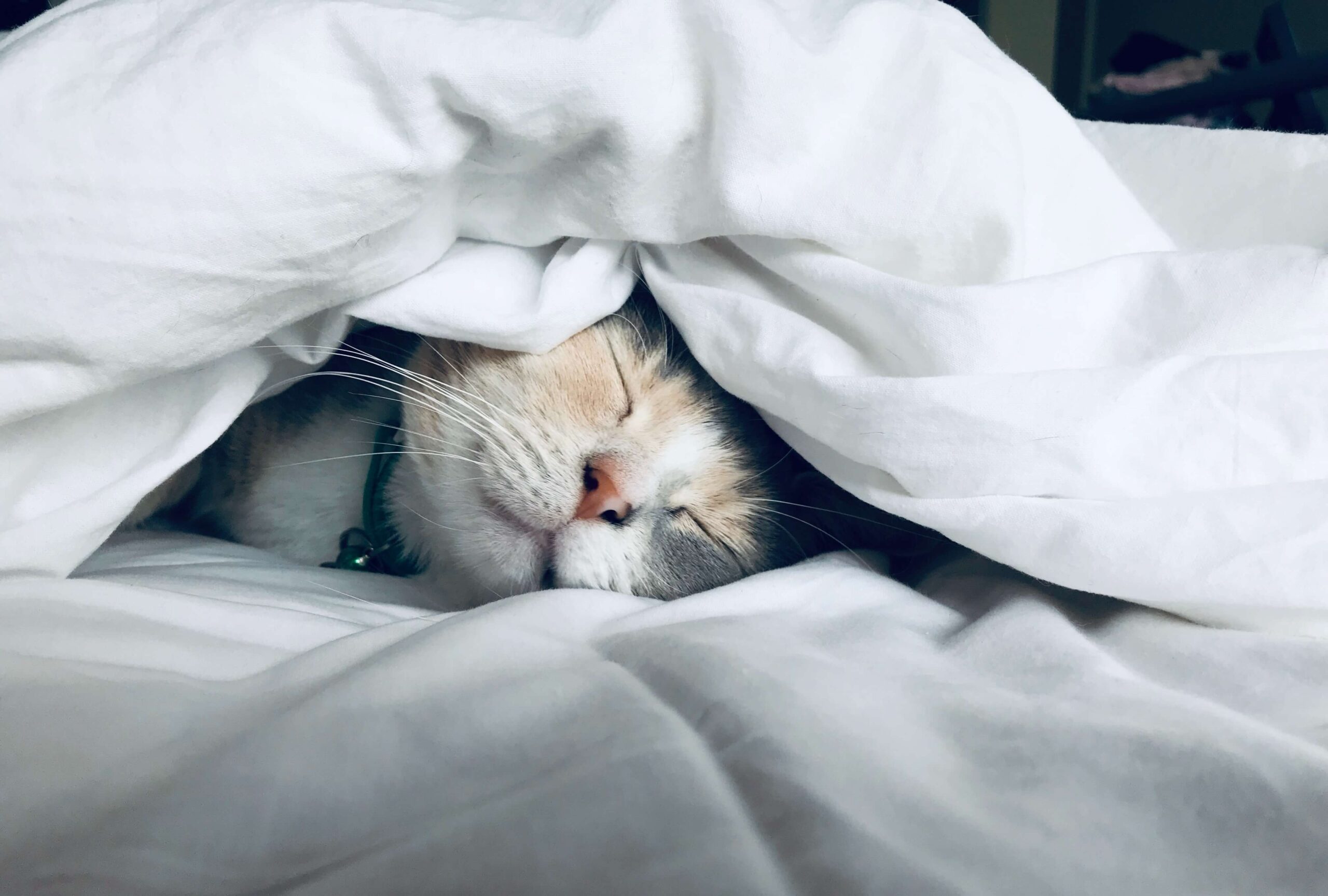 A cat's sleeping face peeping out from under a white duvet