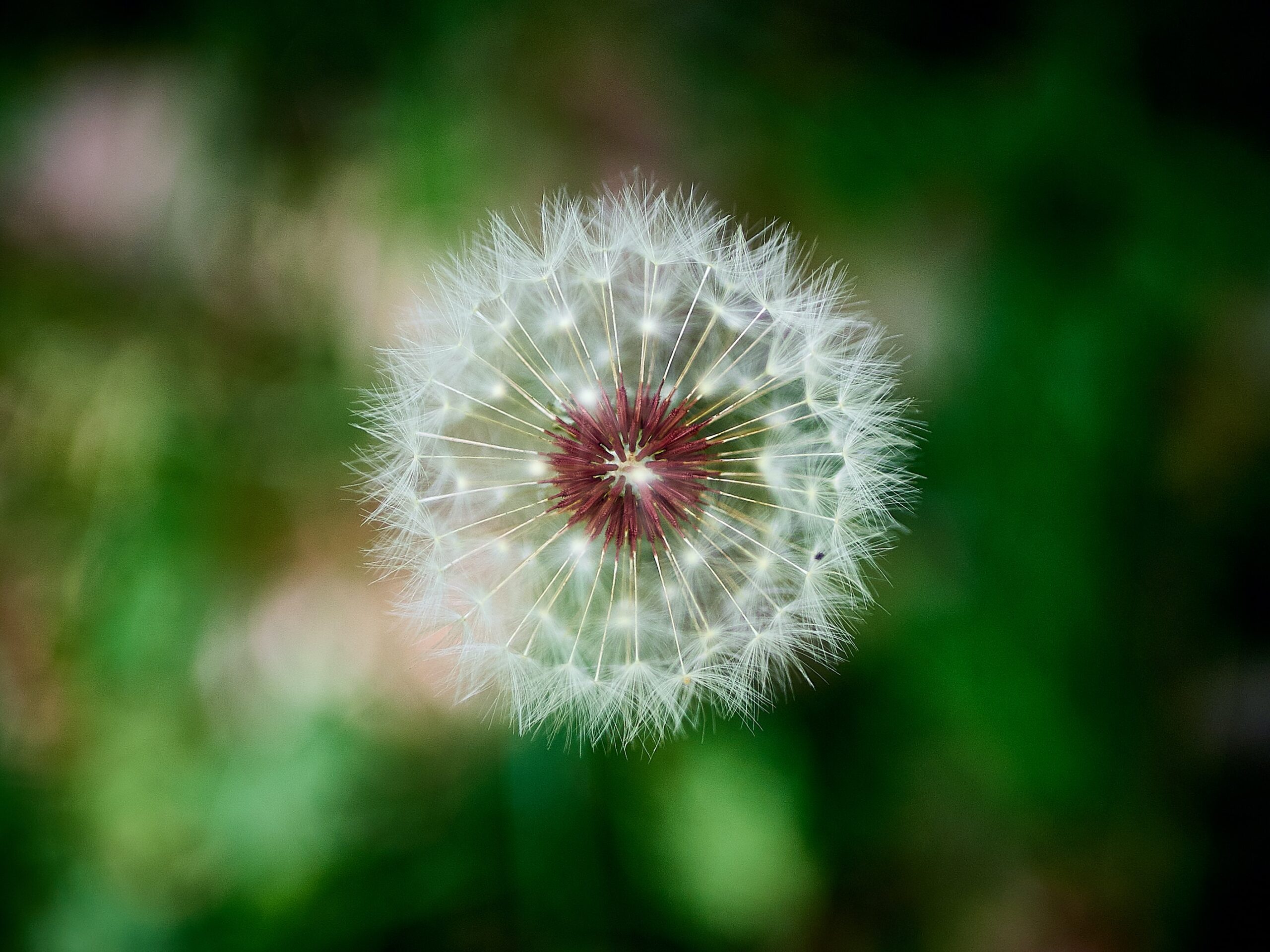 A dandelion head